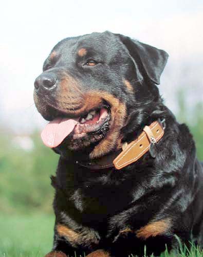 Rottweiler