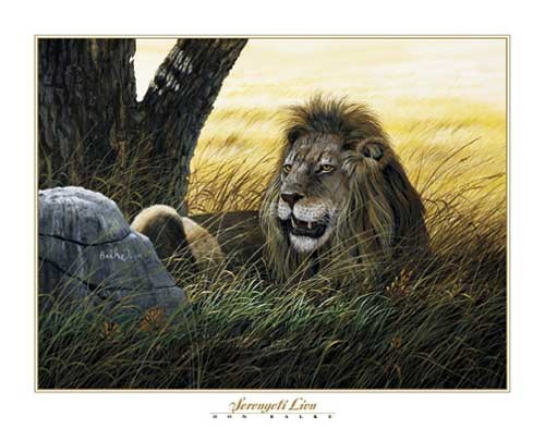 Löwe, Serengeti Lion by Don Balke