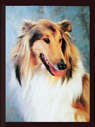 Collie Poster