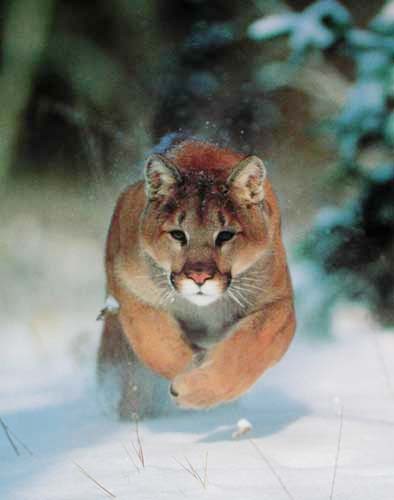 Löwin