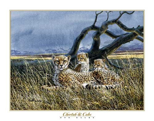 Geparden Familie im Gras – der Himmel dunkelt sich Poster, Kunstdruck 56x71 cm