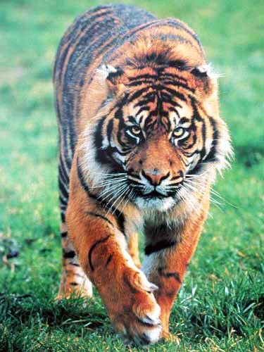 Schleichender Tiger Poster 40x50 cm