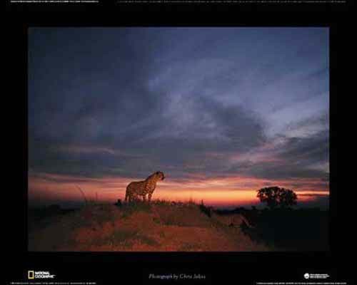 National Geographic, Gepard Poster 40x50 cm