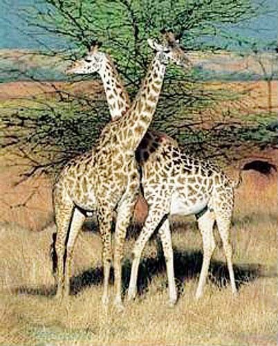 Poster 40x50 cm zwei Giraffen Baum