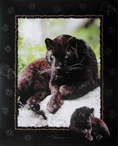 Poster 40x50 cm, Fotomontage: Schwarzer Panther von Willney III