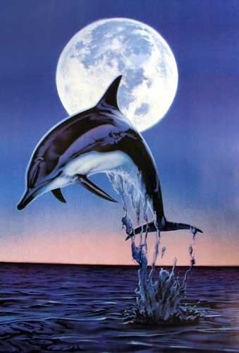 Moonlight Dolphin