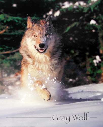 Gray Wolf Running Poster 40x50 