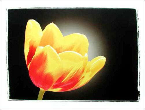 Gelbe Tulpe Poster 40x50 cm