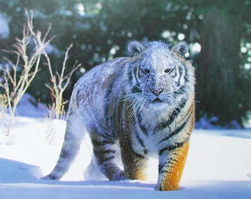 Tiger im Schnee von Tom Brakefield, Poster 50x40 cm
