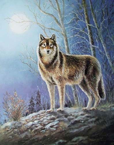 Einsamer Wolf von M. Caroselli - Kunstdruck 40x50