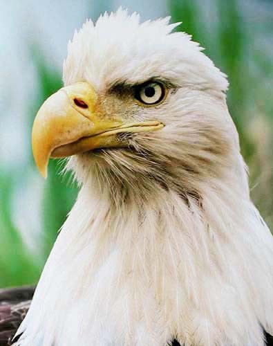 Seinem Blick entgeht nichts – Weißkopfseeadler Portrait nah