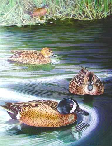 Blue Winged Teal by Trevor Boyer