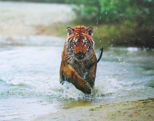 Tiger im Wasser Poster 50x40 cm