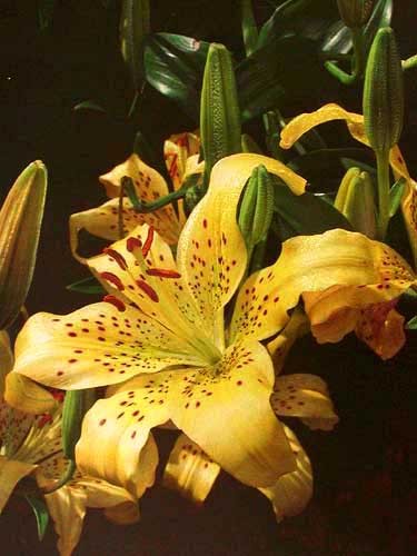 Lilien “Yellow Blaze” by John Glover