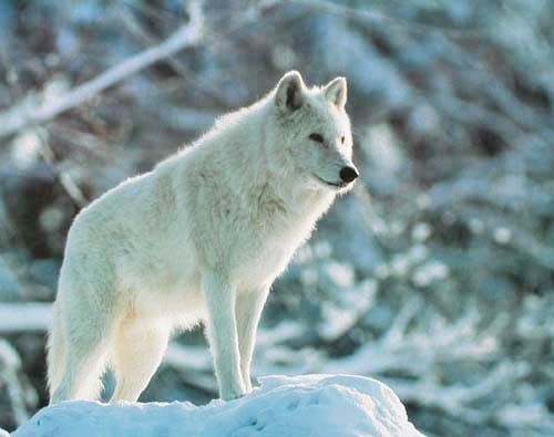 Grauer Wolf im Winter Poster 40x50