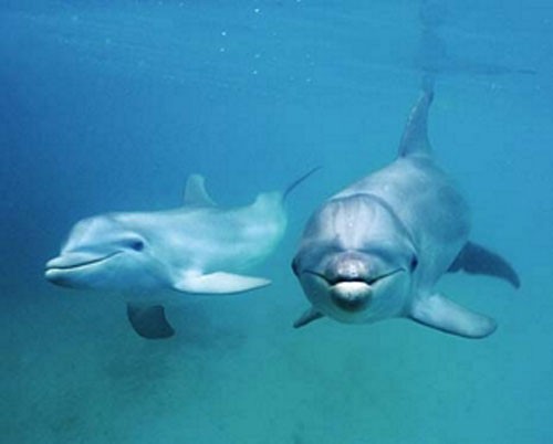 Delphine unter Wasser Poster 40x50 cm