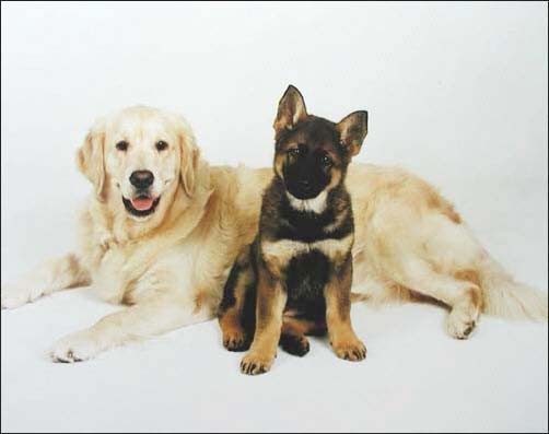 Labrador Retriever und Deutscher Schäferhund