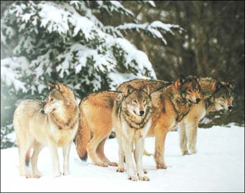 Poster 40x50 cm Wolf Pack, Wolfsrudel