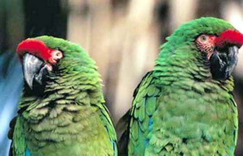 Zwei grüne Papagaien Poster 40x50 cm