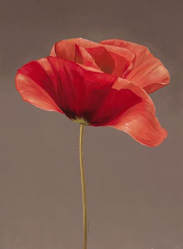 Rote Mohnblume Bild