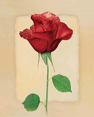 Rote Rose mit cremefarbenem Hintergrund ,Poster