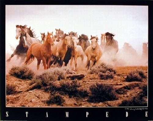 Wildpferde Poster 40x50 cm