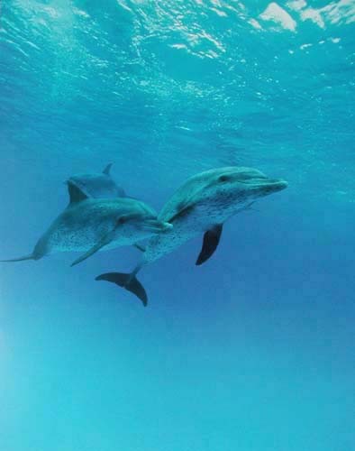 Best Friends – Delfine schwimmen zusammen Poster 40x50 cm