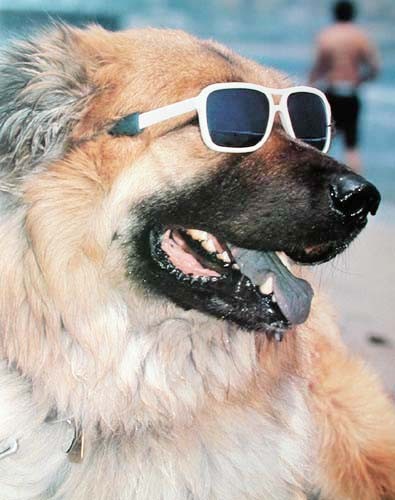 Hund mit Sonnenbrille Poster