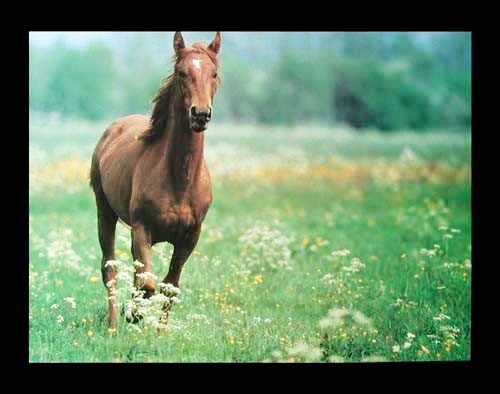 Braunes Pferd auf Wiese Poster 40x50 cm