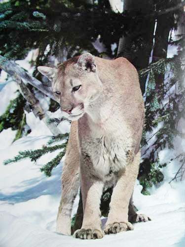 Puma im Schnee