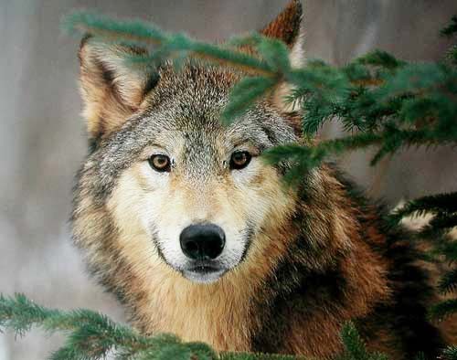 Grauer Wolf Portrait Poster 40x50