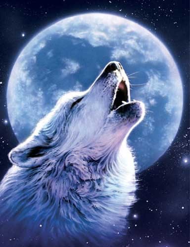 Heulender Wolf und Vollmond Poster 40x50 cm