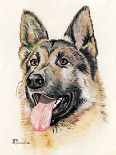 Deutscher Schäferhund by N. Dunsche