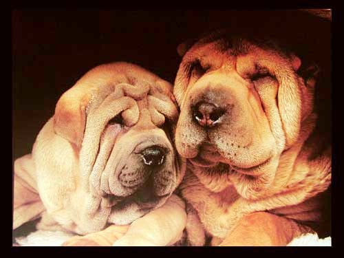 Shar-Pei Nahaufnahme, Poster