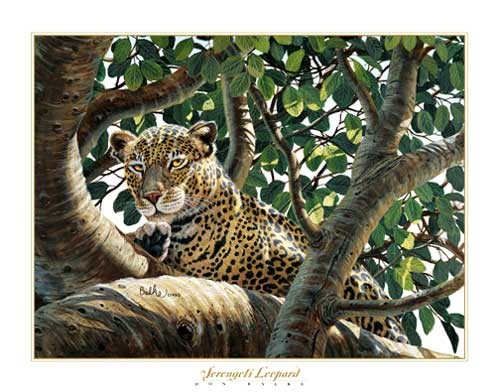 Serengeti Leopard von Don Balke Kunstdruck 40x50 cm