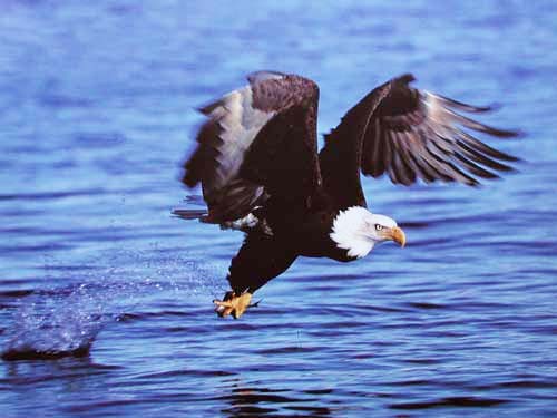 Weißkopfseeadler fängt Fisch Poster