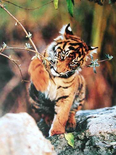 Tigerbaby Poster 40x50 cm