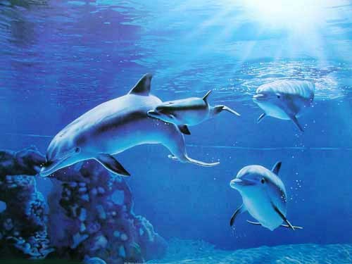 Drei Delfine unter Wasser Kunstdruck 50x70