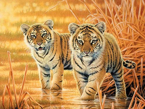 Tiger in der Morgensonne von Joh Naito Dufex Alu Bild 16x21 cm