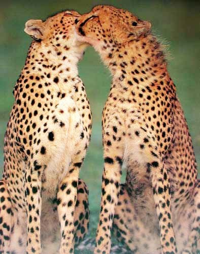 Geparde Poster / Lithodruck 40x50 cm Geparden geben sich Küsschen