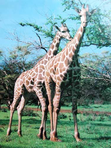 Zwei Giraffen Poster im Hochformat 40x50 cm