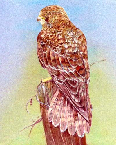 Dufex Bild 21x26 cm: Falke auf Baumstumpf vor blau/ grünem Hintergrund 