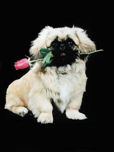 Pekingese mit roter Rose Poster