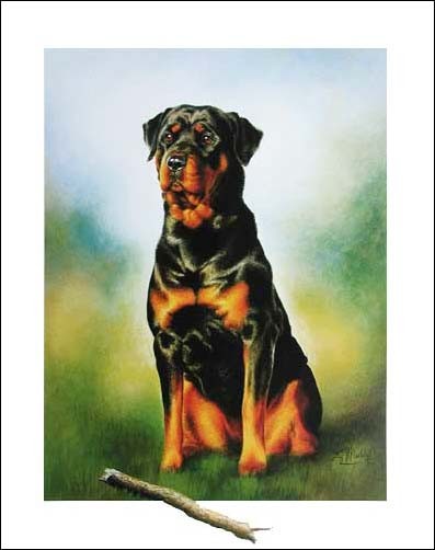 Rottweiler mit Ast, Meddite- Kunstdruck