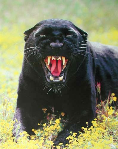 Poster 40x50 cm: Fauchender Schwarzer Panther II
