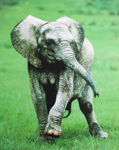Kleiner Elefant Poster 40x50 cm