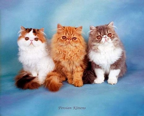 Katzen, Persian Kittens