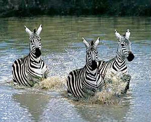 Drei Zebras im Wasser Poster