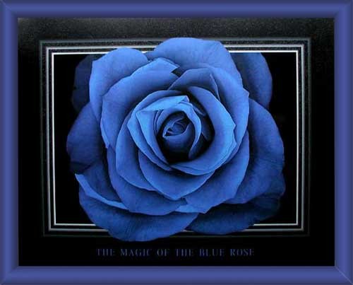 Blaue Rose Wandbild gerahmt