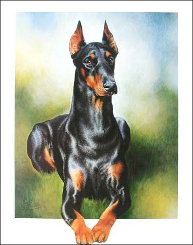 Dobermann by Anja Meddite